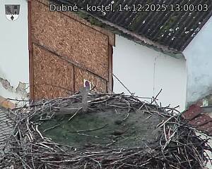 Capi_Dubne_20251214_130003.jpg (1350&nbsp;x&nbsp;1080)