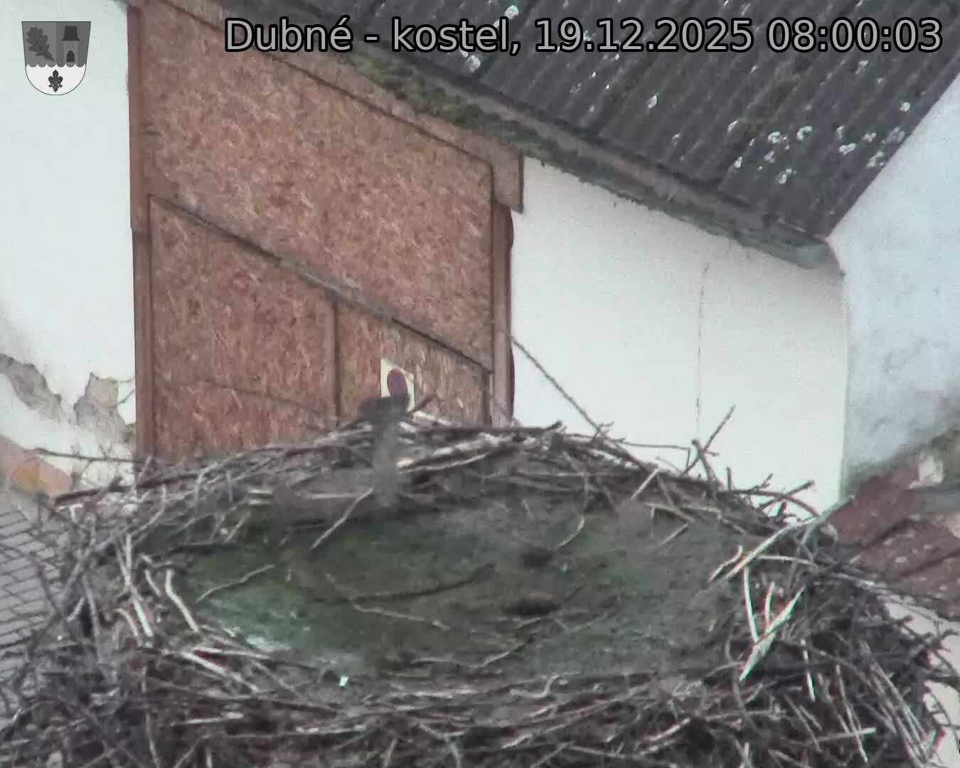 Capi_Dubne_20251219_080003.jpg (1350&nbsp;x&nbsp;1080)