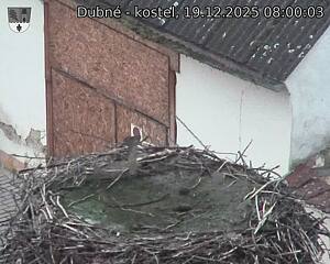 Capi_Dubne_20251219_080003.jpg (1350&nbsp;x&nbsp;1080)