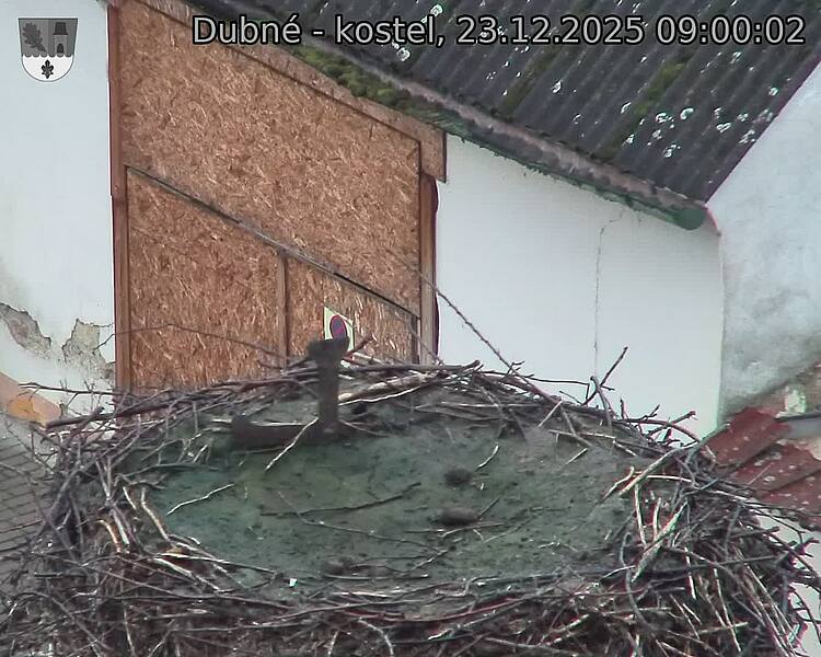 Capi_Dubne_20251223_090003.jpg (1350&nbsp;x&nbsp;1080)