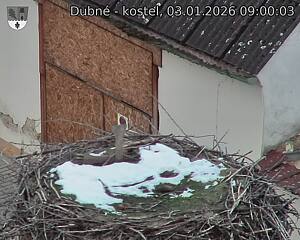 Capi_Dubne_20260103_090003.jpg (1350&nbsp;x&nbsp;1080)