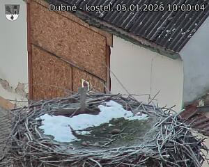 Capi_Dubne_20260105_100004.jpg (1350&nbsp;x&nbsp;1080)