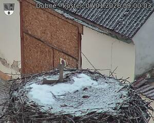 Capi_Dubne_20260107_090003.jpg (1350&nbsp;x&nbsp;1080)