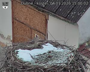 Capi_Dubne_20260107_150002.jpg (1350&nbsp;x&nbsp;1080)