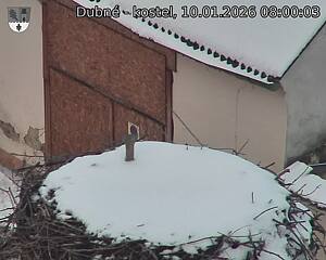 Capi_Dubne_20260110_080003.jpg (1350&nbsp;x&nbsp;1080)