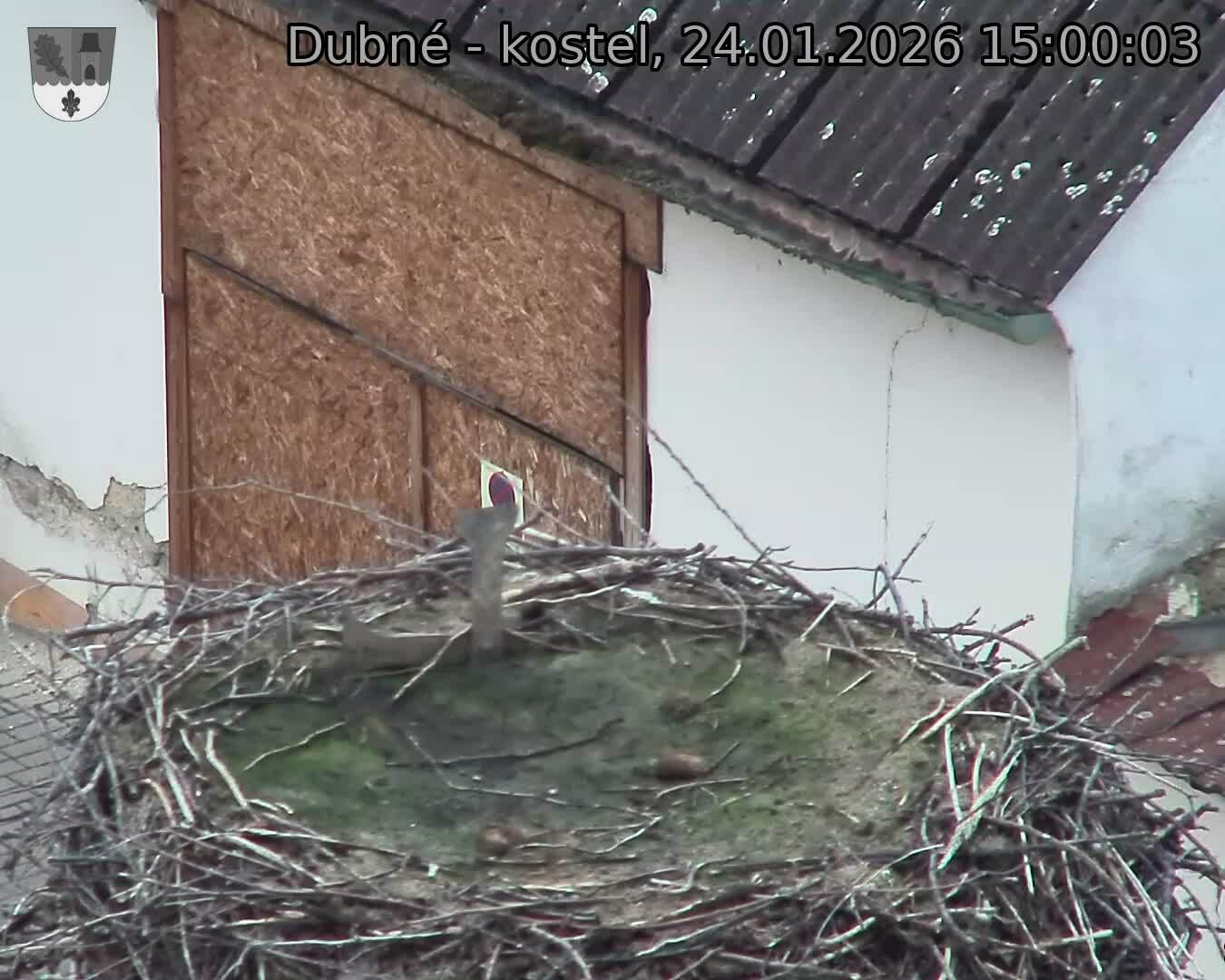 Capi_Dubne_20260124_150003.jpg (1350&nbsp;x&nbsp;1080)