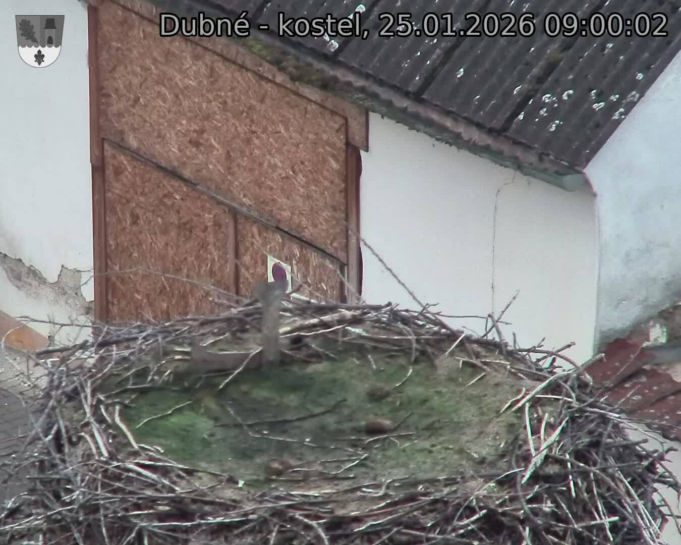 Capi_Dubne_20260125_090002.jpg (1350&nbsp;x&nbsp;1080)