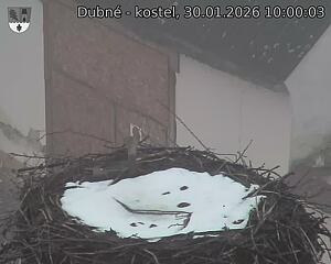 Capi_Dubne_20260130_100003.jpg (1350&nbsp;x&nbsp;1080)