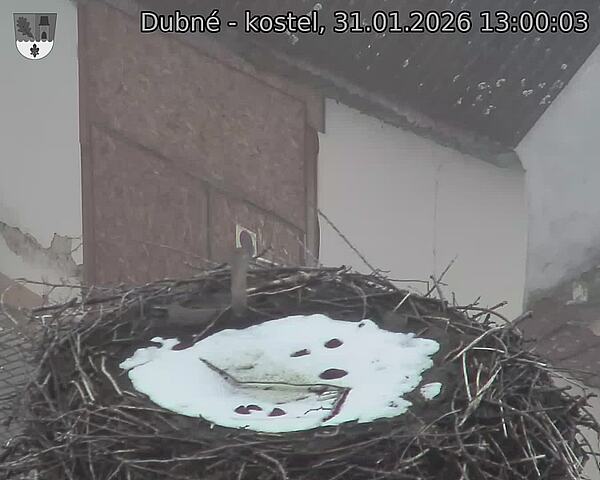 Capi_Dubne_20260131_130003.jpg (1350&nbsp;x&nbsp;1080)