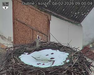 Capi_Dubne_20260201_090004.jpg (1350&nbsp;x&nbsp;1080)