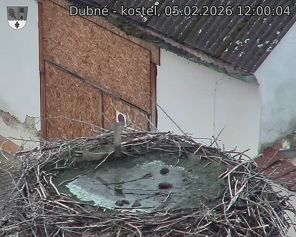 Capi_Dubne_20260205_120004.jpg (1350&nbsp;x&nbsp;1080)