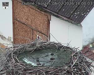 Capi_Dubne_20260205_140003.jpg (1350&nbsp;x&nbsp;1080)