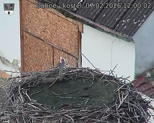 Capi_Dubne_20260207_120002.jpg (1350&nbsp;x&nbsp;1080)