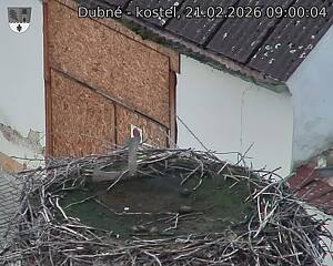 Capi_Dubne_20260221_090004.jpg (1350&nbsp;x&nbsp;1080)