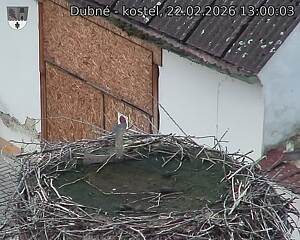 Capi_Dubne_20260222_130003.jpg (1350&nbsp;x&nbsp;1080)