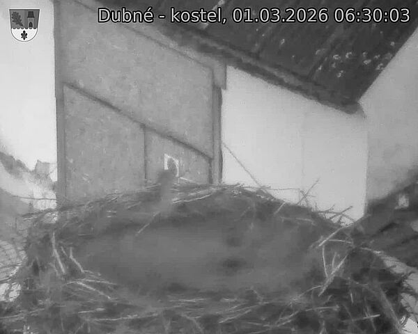 Capi_Dubne_20260301_063003.jpg (1350&nbsp;x&nbsp;1080)