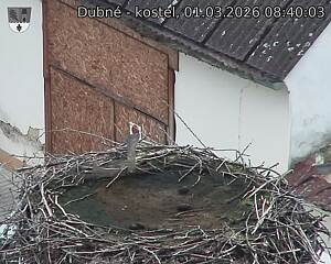 Capi_Dubne_20260301_084003.jpg (1350&nbsp;x&nbsp;1080)