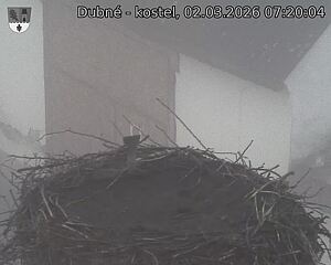 Capi_Dubne_20260302_072004.jpg (1350&nbsp;x&nbsp;1080)