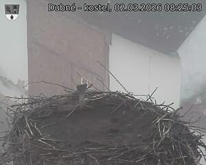 Capi_Dubne_20260302_082503.jpg (1350&nbsp;x&nbsp;1080)