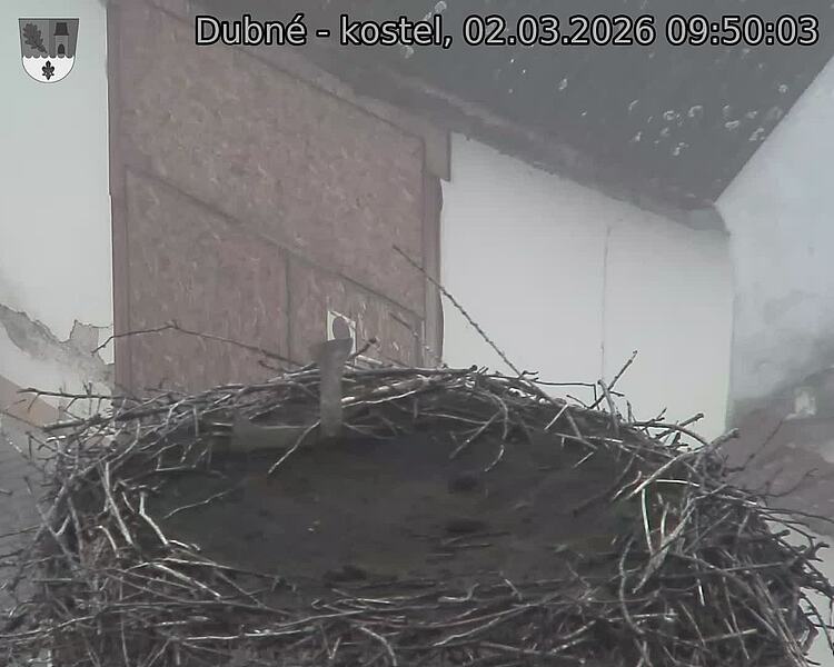 Capi_Dubne_20260302_095003.jpg (1350&nbsp;x&nbsp;1080)