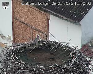 Capi_Dubne_20260302_110002.jpg (1350&nbsp;x&nbsp;1080)