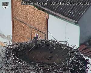 Capi_Dubne_20260302_115503.jpg (1350&nbsp;x&nbsp;1080)