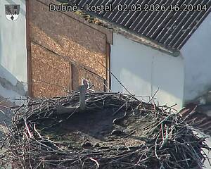 Capi_Dubne_20260302_162004.jpg (1350&nbsp;x&nbsp;1080)