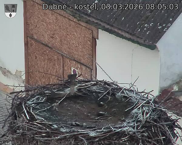 Capi_Dubne_20260303_080503.jpg (1350&nbsp;x&nbsp;1080)