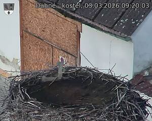 Capi_Dubne_20260303_092003.jpg (1350&nbsp;x&nbsp;1080)