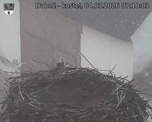 Capi_Dubne_20260304_071003.jpg (1350&nbsp;x&nbsp;1080)