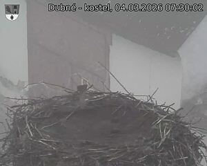 Capi_Dubne_20260304_073002.jpg (1350&nbsp;x&nbsp;1080)