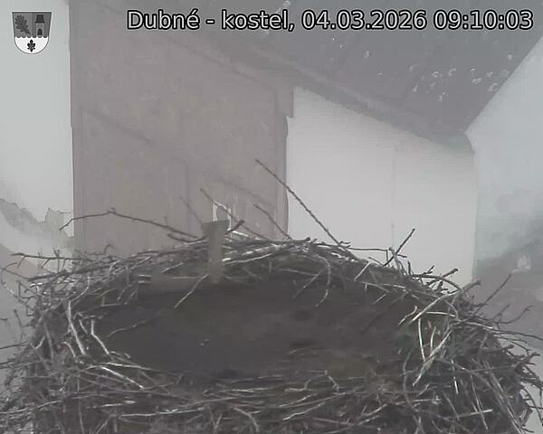 Capi_Dubne_20260304_091003.jpg (1350&nbsp;x&nbsp;1080)