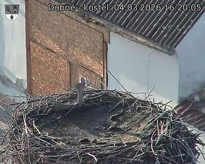 Capi_Dubne_20260304_162005.jpg (1350&nbsp;x&nbsp;1080)