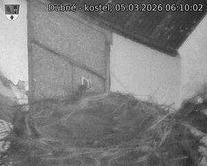 Capi_Dubne_20260305_061002.jpg (1350&nbsp;x&nbsp;1080)