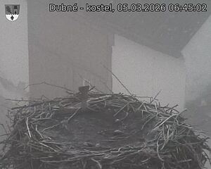 Capi_Dubne_20260305_064502.jpg (1350&nbsp;x&nbsp;1080)