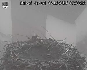 Capi_Dubne_20260305_073002.jpg (1350&nbsp;x&nbsp;1080)