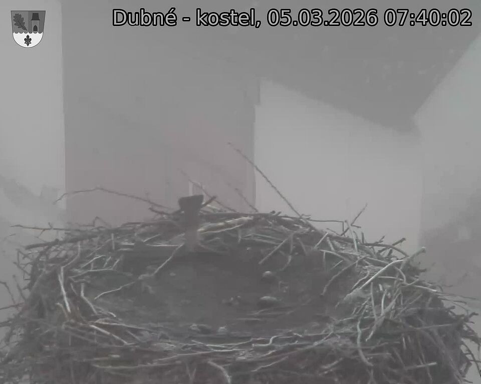 Capi_Dubne_20260305_074002.jpg (1350&nbsp;x&nbsp;1080)