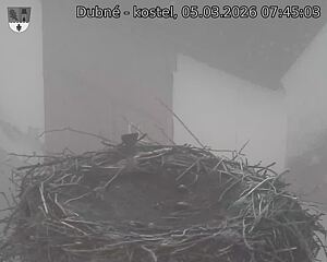 Capi_Dubne_20260305_074503.jpg (1350&nbsp;x&nbsp;1080)