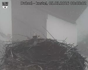 Capi_Dubne_20260305_080502.jpg (1350&nbsp;x&nbsp;1080)