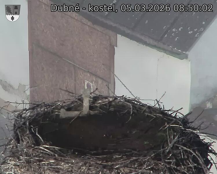 Capi_Dubne_20260305_085002.jpg (1350&nbsp;x&nbsp;1080)