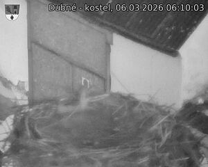 Capi_Dubne_20260306_061003.jpg (1350&nbsp;x&nbsp;1080)