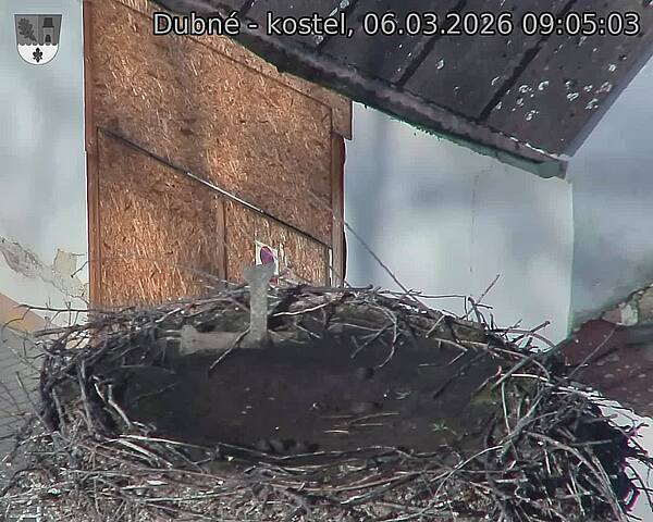 Capi_Dubne_20260306_090503.jpg (1350&nbsp;x&nbsp;1080)