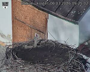 Capi_Dubne_20260306_092502.jpg (1350&nbsp;x&nbsp;1080)