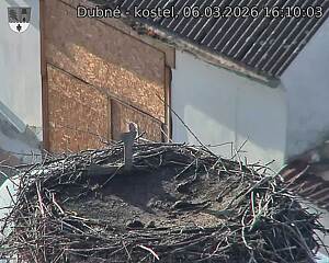 Capi_Dubne_20260306_161003.jpg (1350&nbsp;x&nbsp;1080)