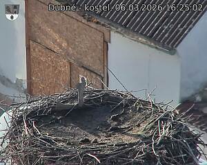 Capi_Dubne_20260306_162502.jpg (1350&nbsp;x&nbsp;1080)