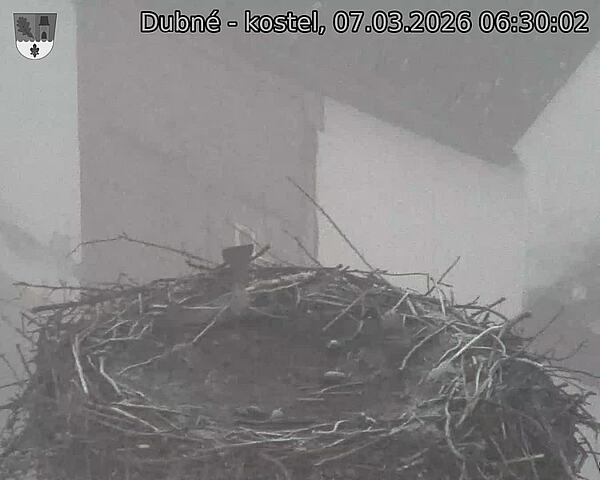 Capi_Dubne_20260307_063002.jpg (1350&nbsp;x&nbsp;1080)