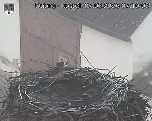 Capi_Dubne_20260307_071002.jpg (1350&nbsp;x&nbsp;1080)