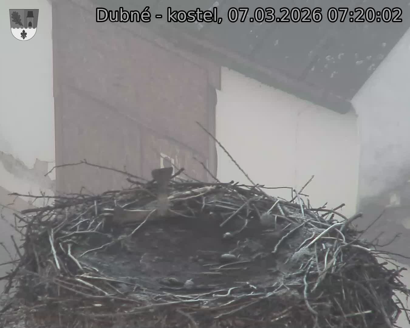 Capi_Dubne_20260307_072002.jpg (1350&nbsp;x&nbsp;1080)