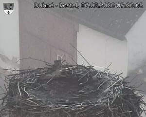 Capi_Dubne_20260307_072002.jpg (1350&nbsp;x&nbsp;1080)