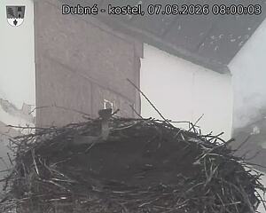 Capi_Dubne_20260307_080003.jpg (1350&nbsp;x&nbsp;1080)